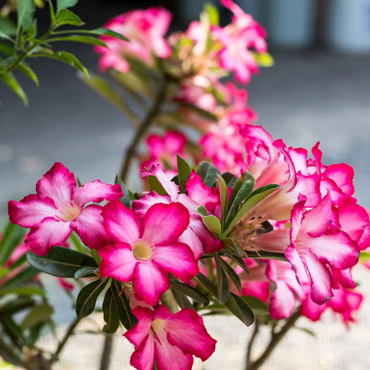 Wstenrose Flower seeds for Planting – Seasonal Bloomer, Heirloom & GMO Free Seeds for Home Garden