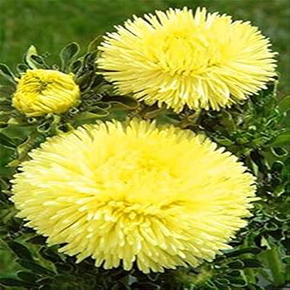 Yellow China Aster Seeds for Planting Organic Heirloom Non-GMO High Germination Flower Seeds