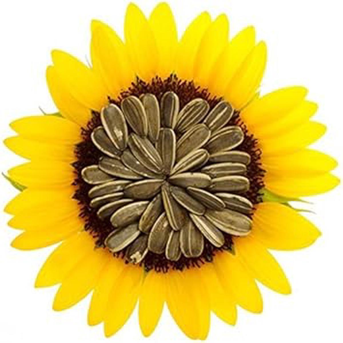 Yellow Giant Sunflower Seeds for Planting  Heirloom, Non-GMO, High Germination Organic Garden Seeds
