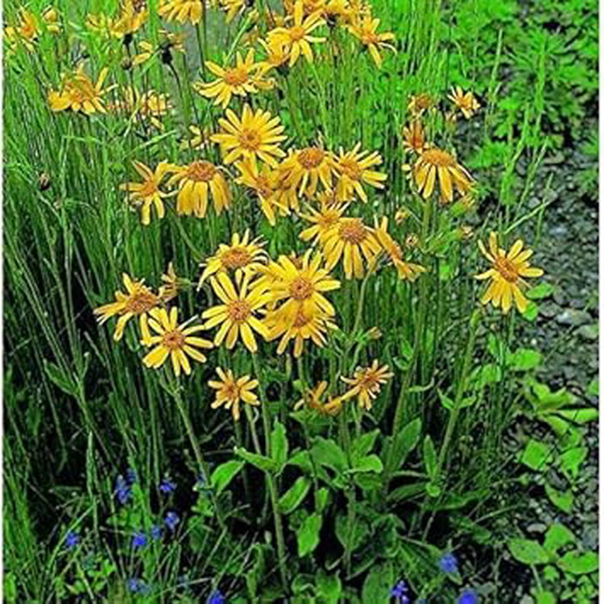 Yellow Mountain Arnica Flower Seeds for Garden – NON GMO Seeds