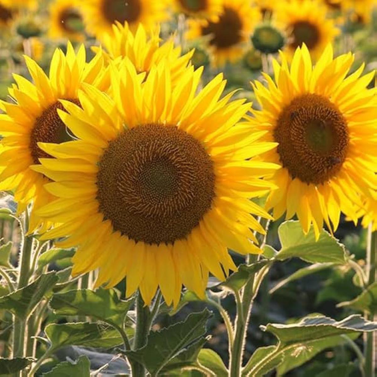 Yellow Sunflower Flower Seeds for Planting Premium, Heirloom, Non-GMO, High Germination