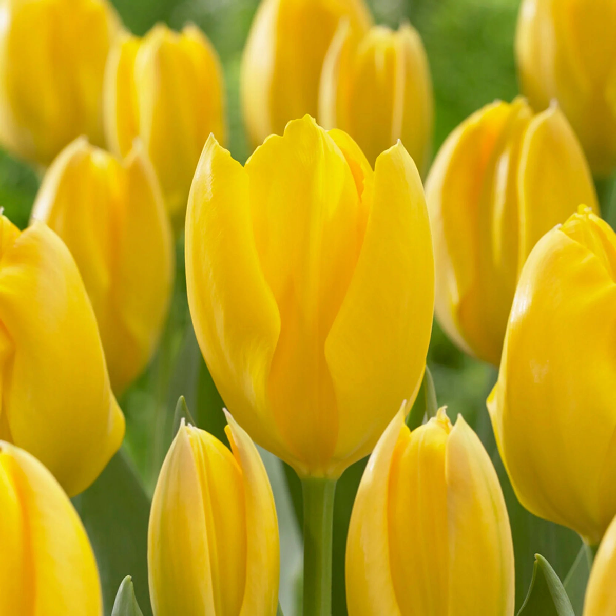 Yellow Tulip Flower Seeds for Planting Vibrant Blooms, Heirloom, Non-GMO Seeds
