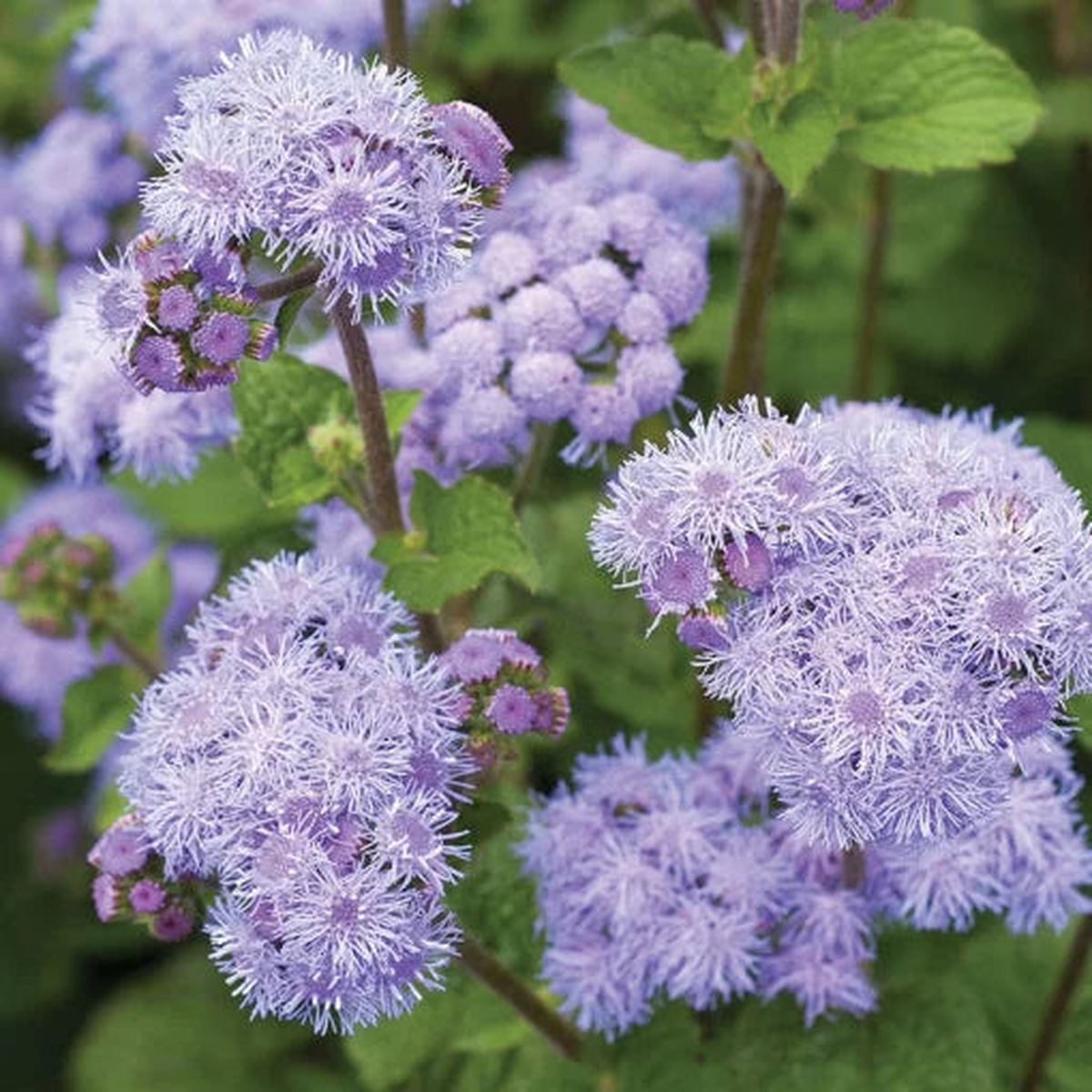 Ageratum Seeds | Blue-Purple Annual Ageratum Garden Flowers  Heirloom, Non-GMO, High Germination Organic Garden Seeds