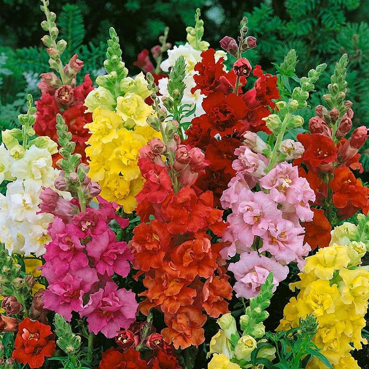 Antirrhinum Flower Seeds (Red & Yellow)  Fresh Seeds for Planting Snapdragon Blooms