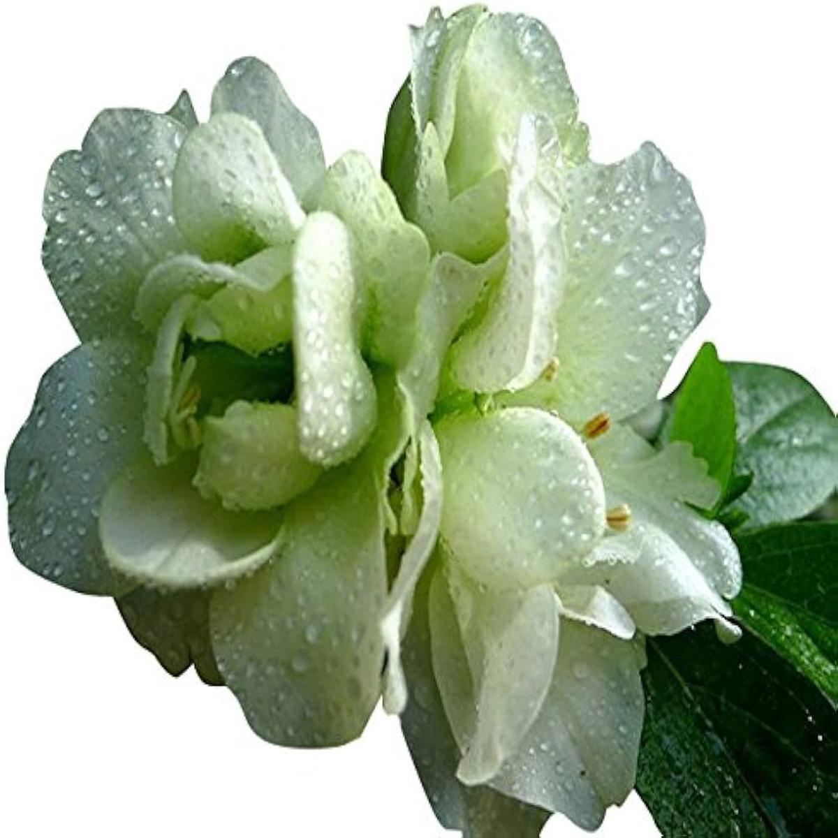 Azalea Rhododendron Green Flower Seeds for Planting  Evergreen Shrub for Pollinator Gardens and Backyard Landscaping