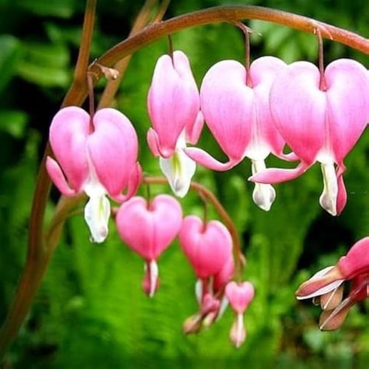 Bleeding Heart Flower Seeds  Heirloom, Non-GMO, High Germination Organic Garden Seeds for Shade Garden Planting