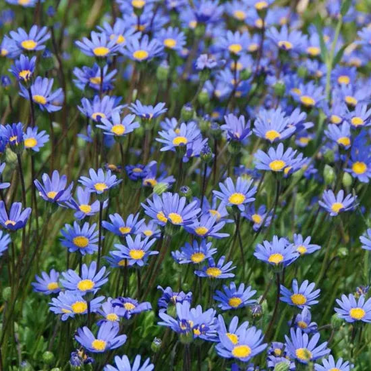 Blue Annul Herb Flower Felicia Amelloides  Heirloom, Non-GMO, High Germination Organic Garden Seeds