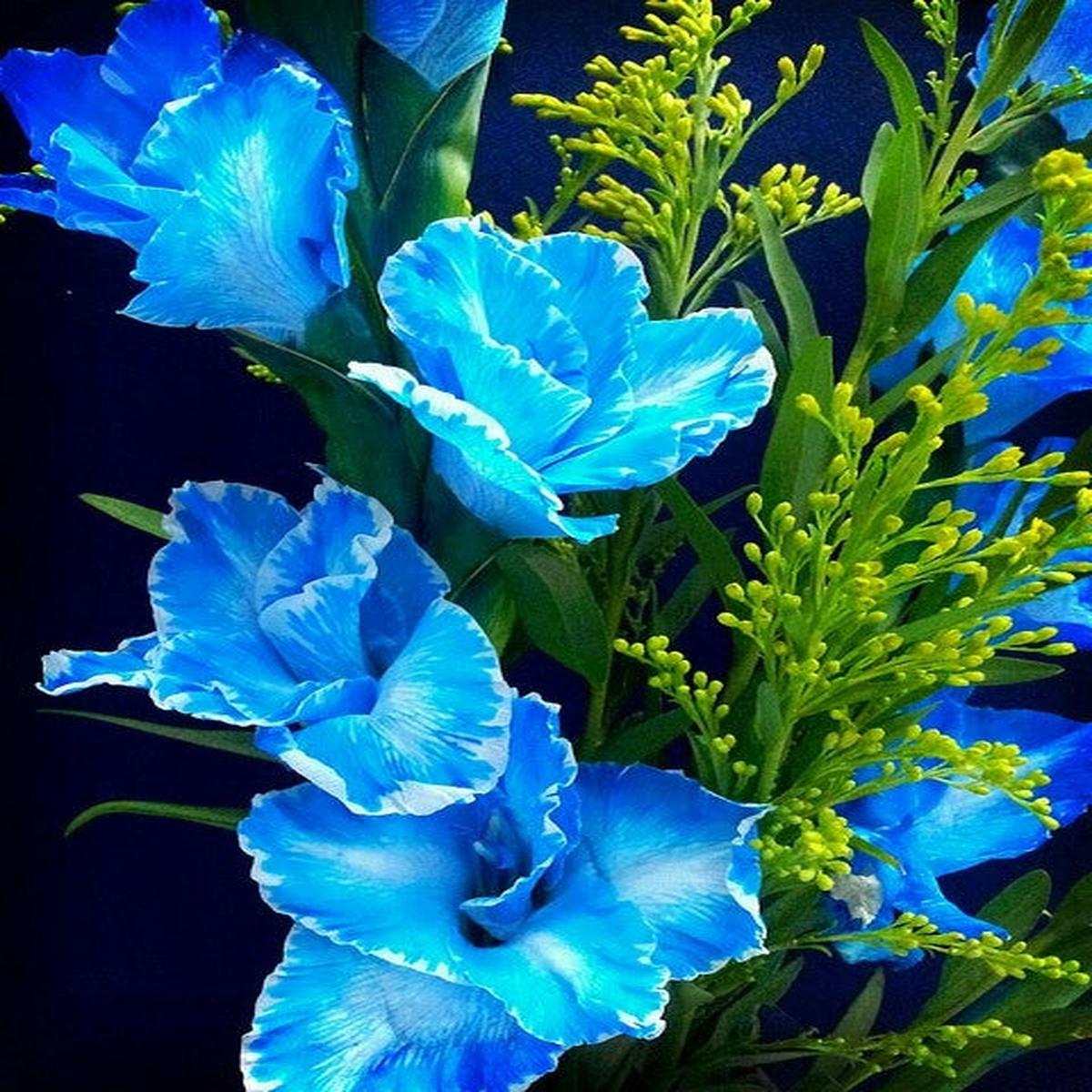 Blue Gladiolus Flower Seeds for Planting  Heirloom Non-GMO, High Germination, Compact Growth