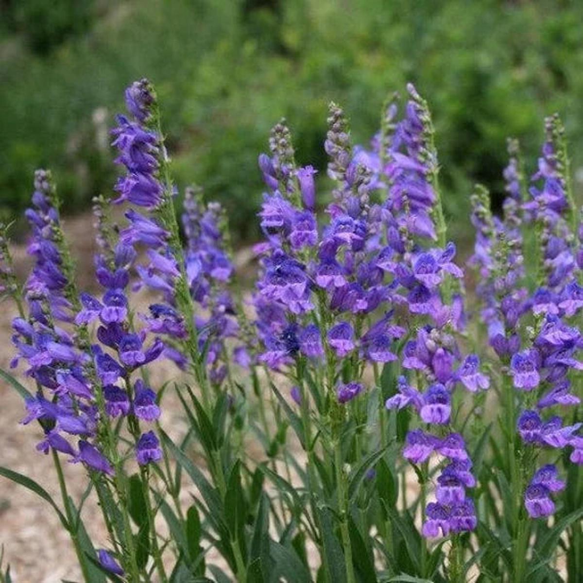 Blue Penstemon Flower Seeds for Planting – 100 pcs