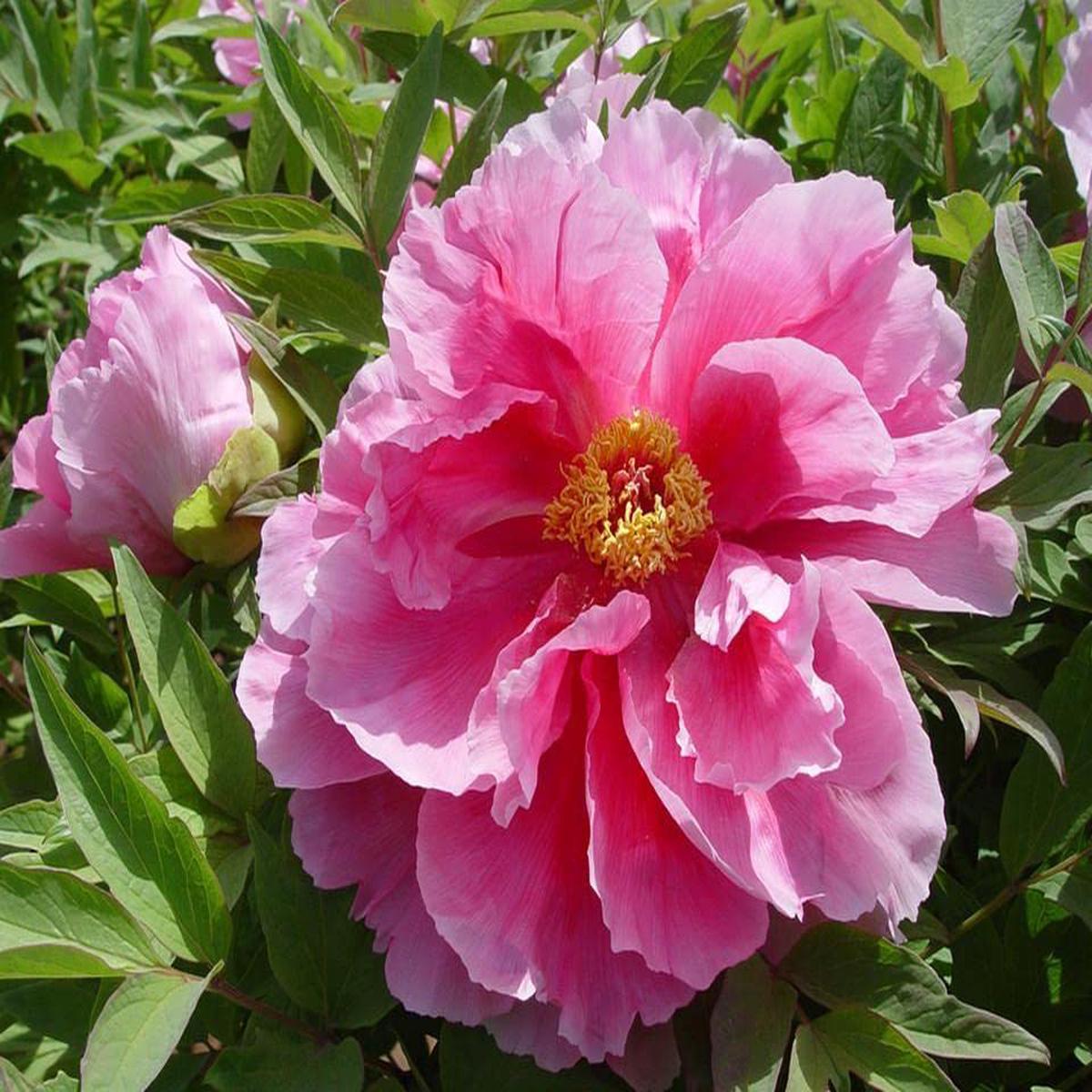 Chinese Peony (Paeonia suffruticosa) Seeds for Planting for Garden and Patio