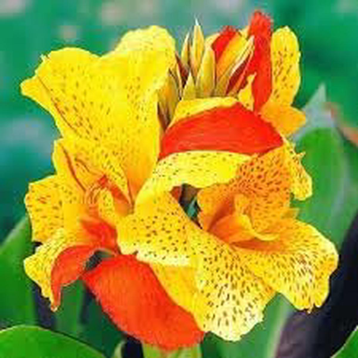 Cleopatra Flower Seeds for Planting  Fresh, Organic, Heirloom, Non-GMO Garden Blooms