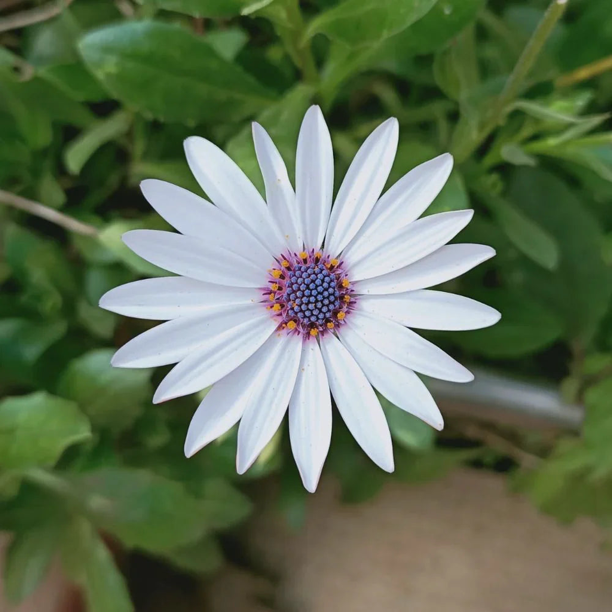 Dimorphotheca Flower Seeds Shade Tolerant, Heirloom, Non-GMO, High Germination