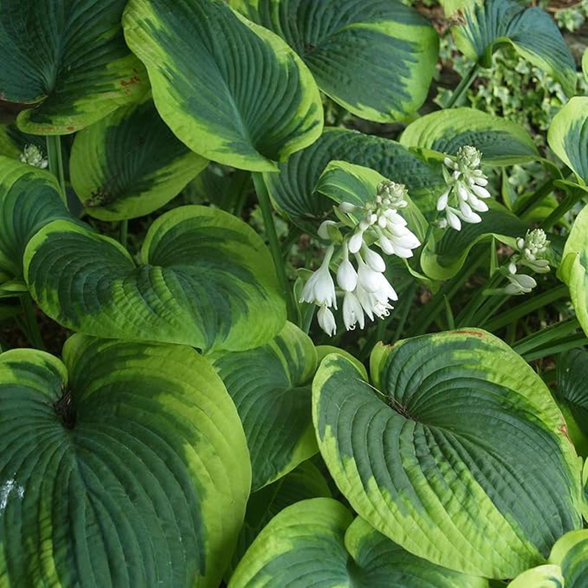 Earth Angel Hosta Seeds Perennial Green Foliage for Shaded Gardens