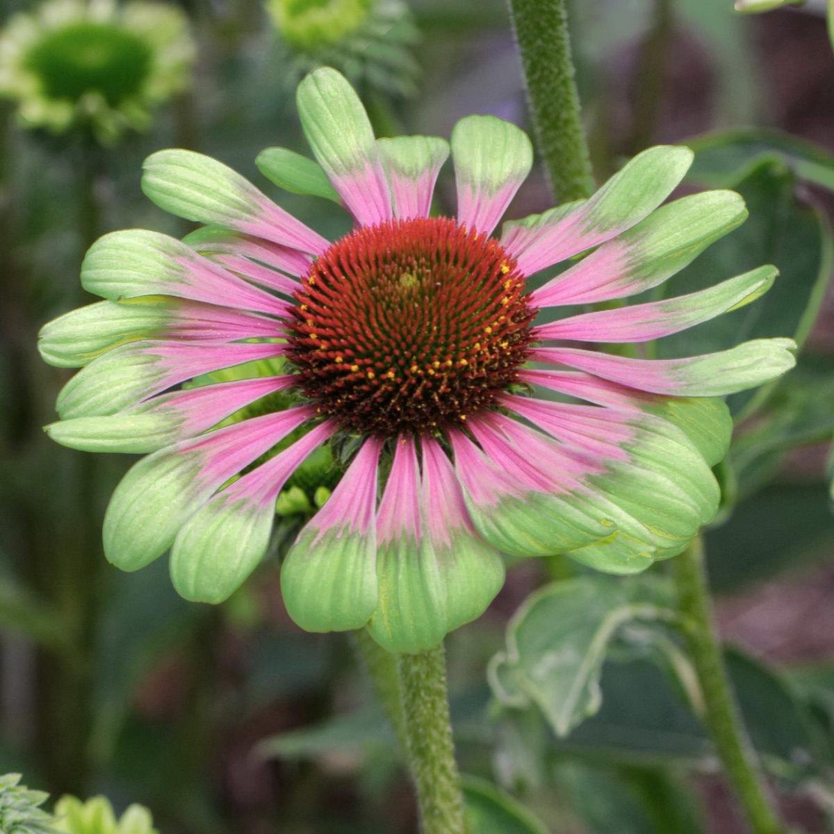 Echinacea Purpurea ‘Green Twister’ Flower Seeds for Planting Heirloom, Non-GMO, Easy to Grow, Pollinator-Friendly