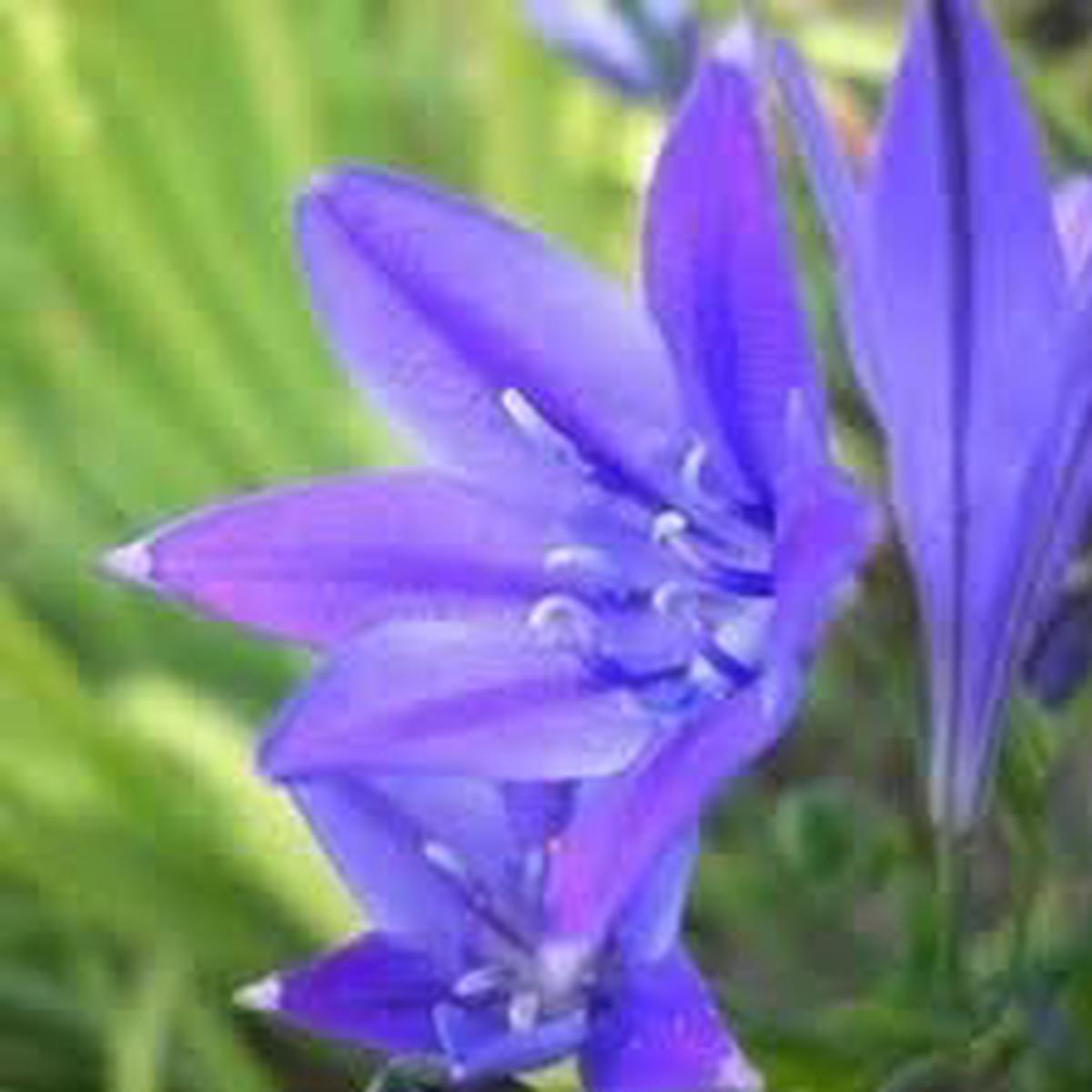 Fabiola Flower seeds for Planting – Sun Loving, Heirloom & GMO Free Seeds for Home Garden