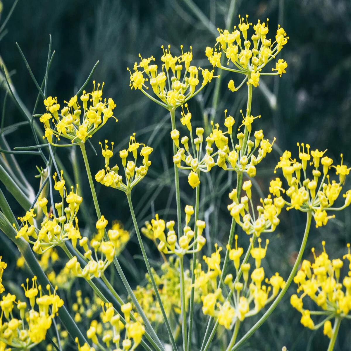 Fennel Flower Seeds for Planting  Heirloom Non-GMO, High Germination Organic Garden Seeds, Pollinator Friendly