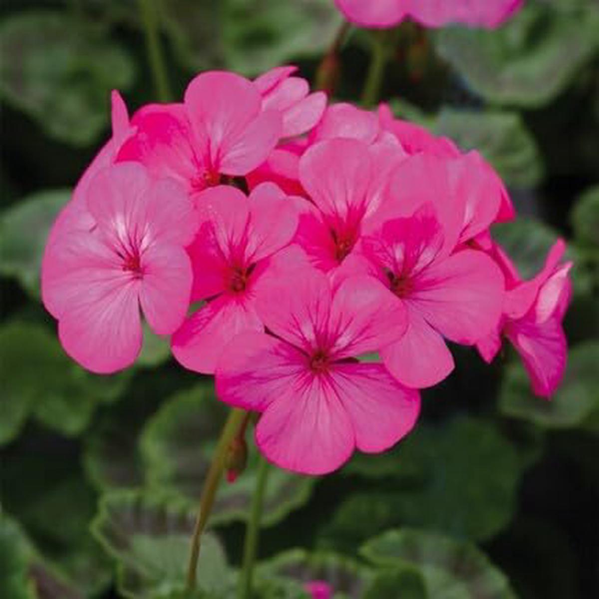 Geranium Flower Pink – Heirloom, Non – Gmo Seeds