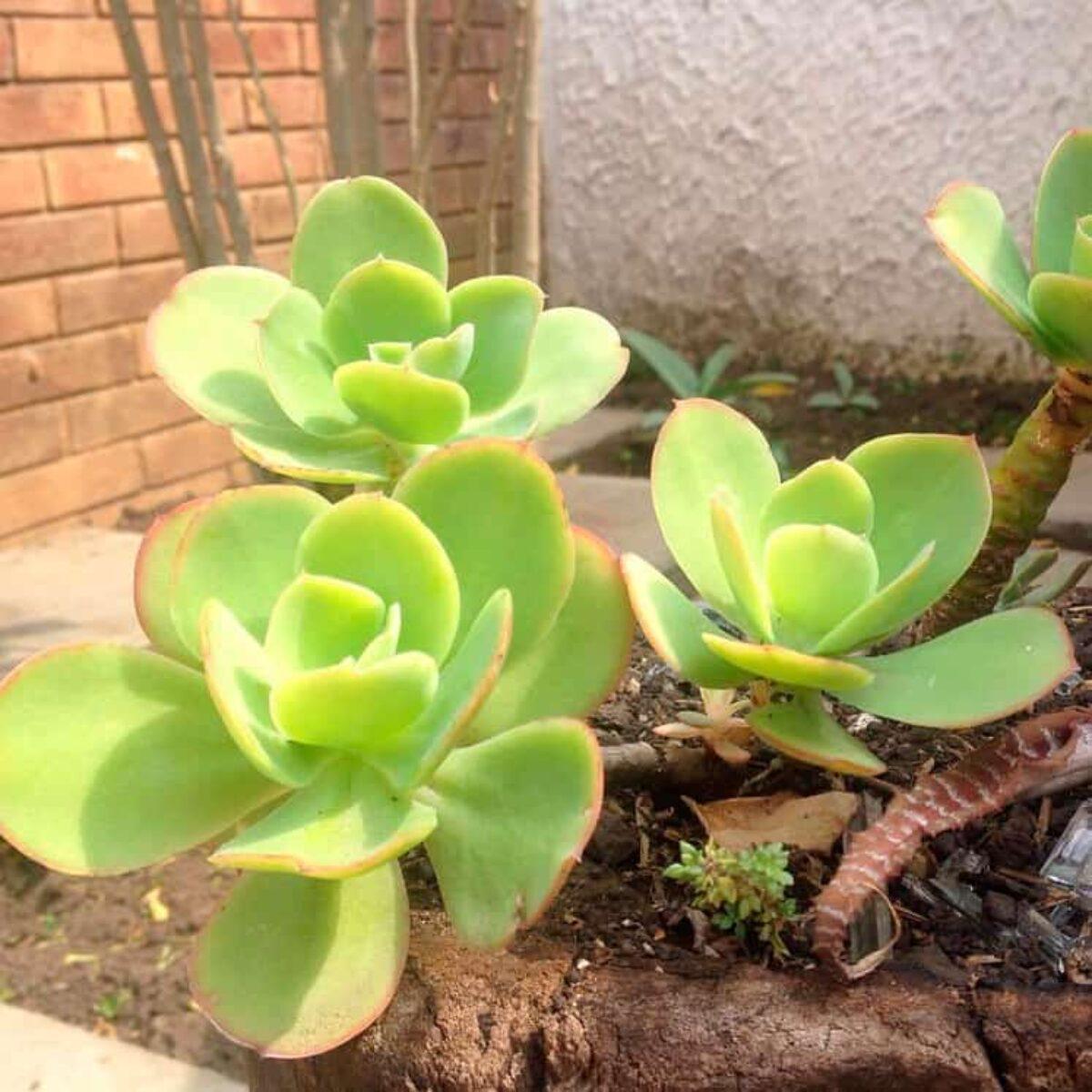 Green Echeveria Pallida Flower Seeds for Planting  Heirloom, Non-GMO, Pollinator Friendly Garden Seeds