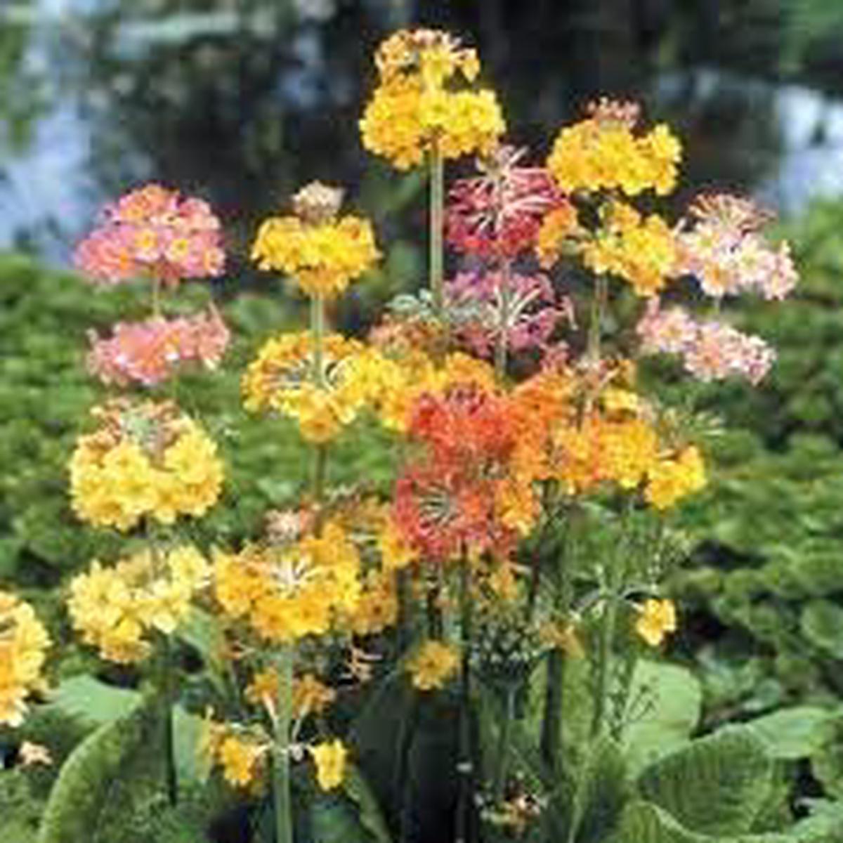 Heirloom Non-GMO Primula Candelabra Flower Seeds for Planting Colorful Moisture-Loving Perennial Garden Blooms