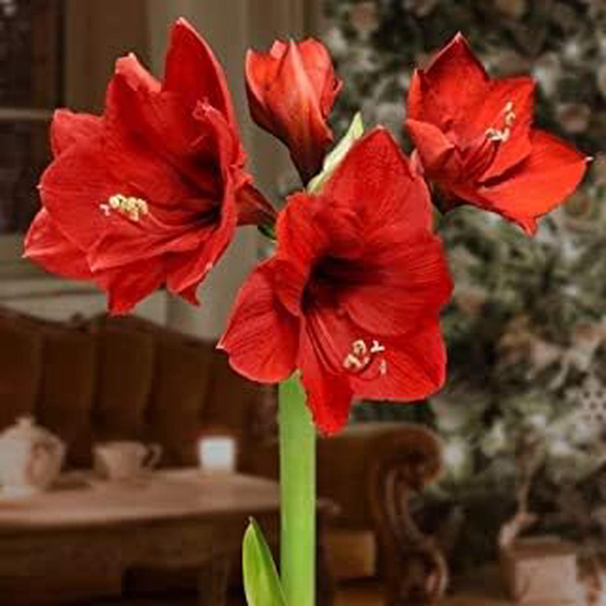 Heirloom Non-GMO Red Amaryllis Flower Seeds for Planting Bold Winter-Blooming Garden Blooms