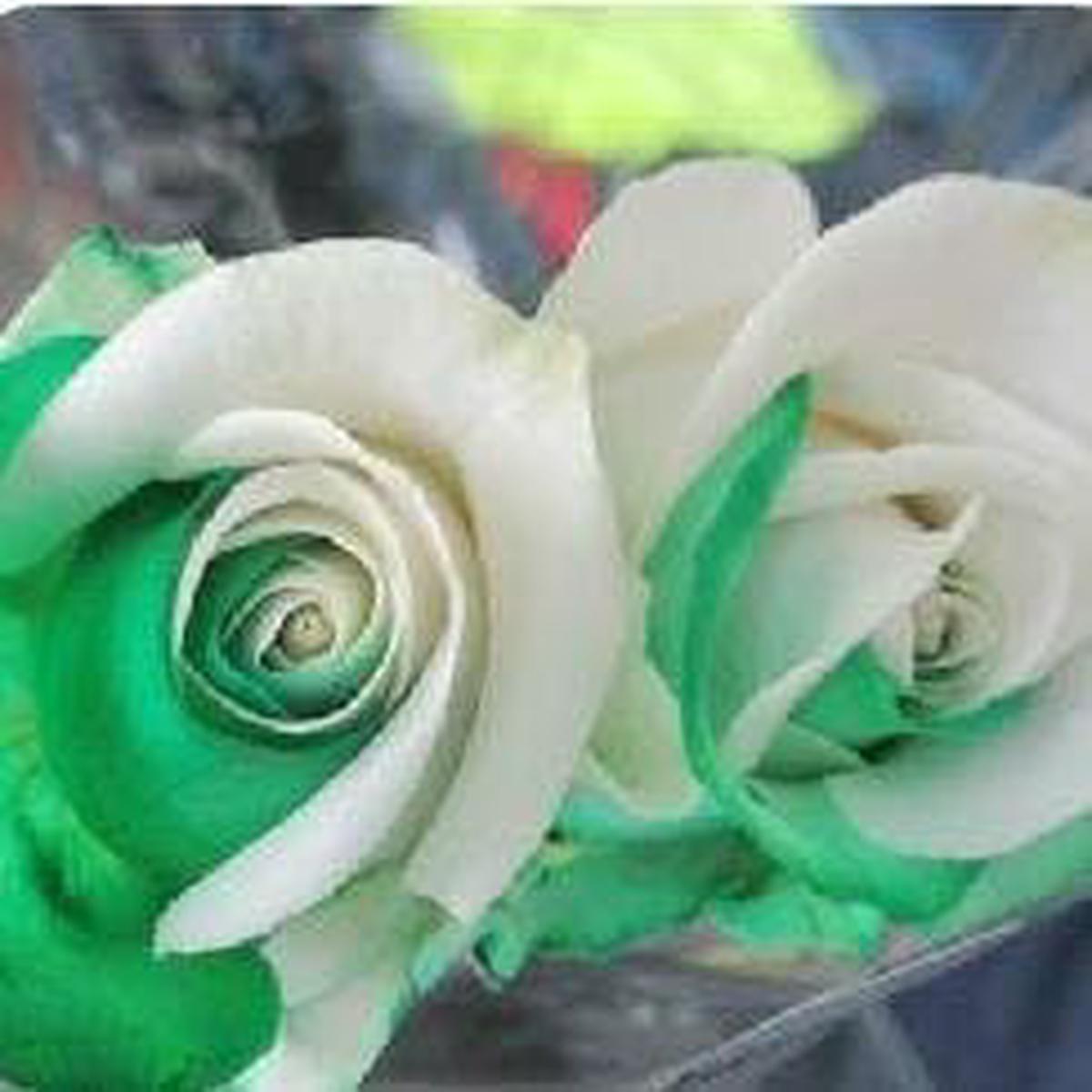 Heirloom Non-GMO Rose Flower Seeds for Planting  Beautiful Blooms for Home Garden