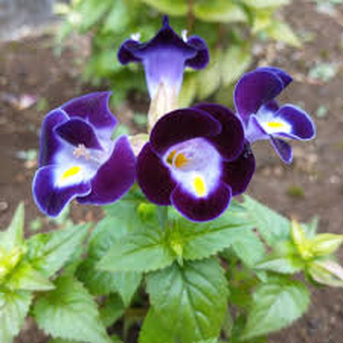 Heirloom Non-GMO Torenia Wishbone Flower Seeds | Vibrant Shade-Loving Annuals for Hanging Baskets