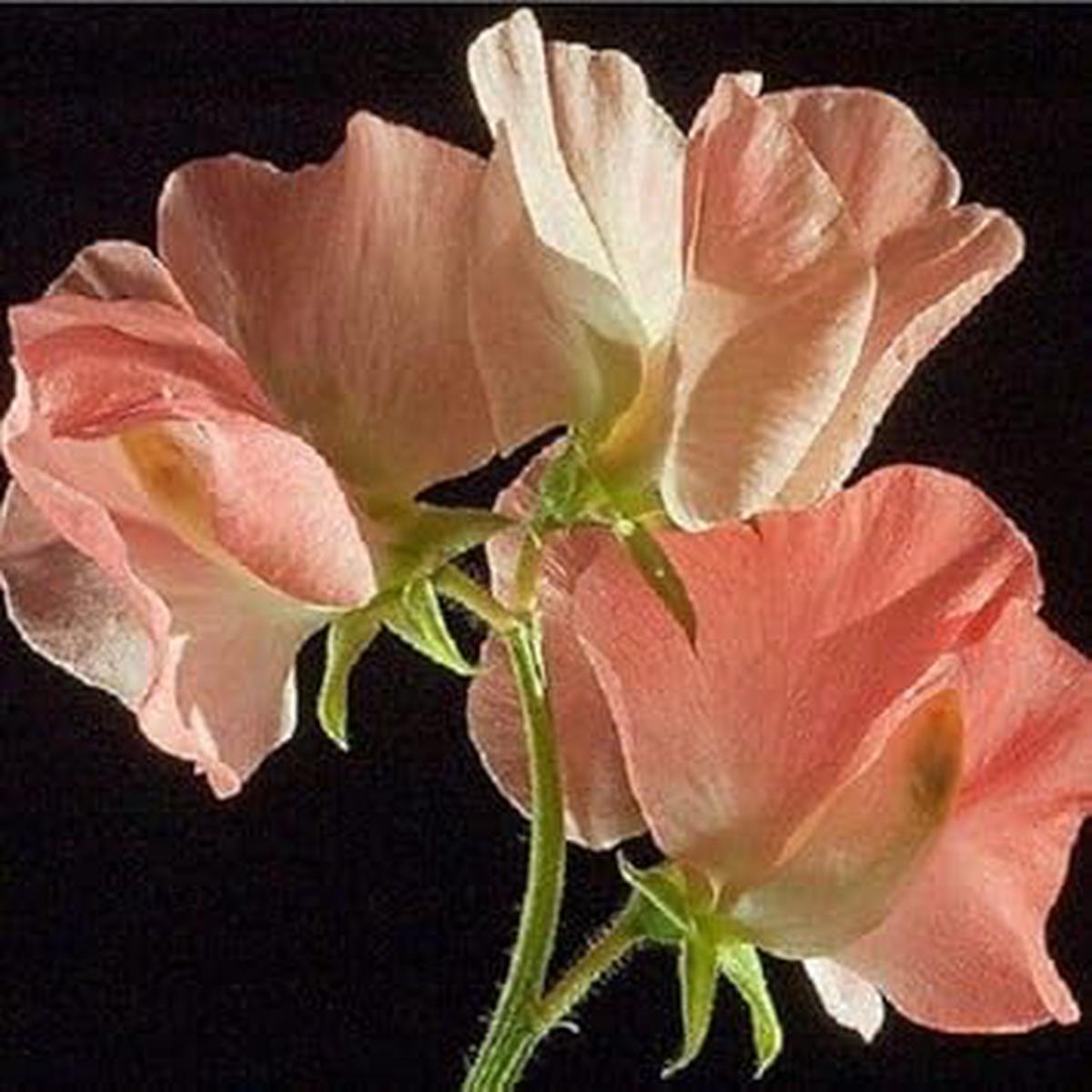 Heirloom Peach Sweet Pea Flower Seeds  Non-GMO Fragrant Climbing Blooms for Garden Planting