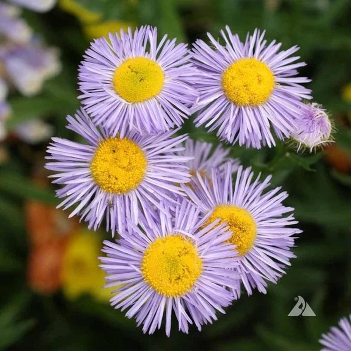 Heirloom Purple Yellow Erigeron Flower Seeds for Garden Planting  Bright Blooms