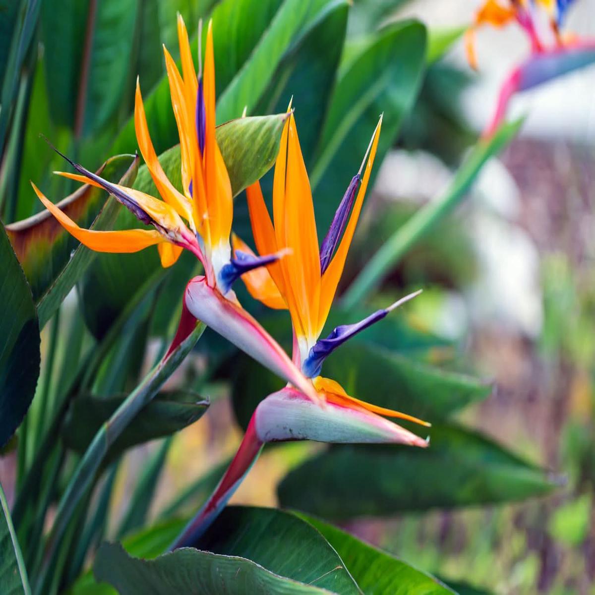 Heirloom Queen’s Bird-of-Paradise Seeds  Non-GMO Flower Seeds for Planting