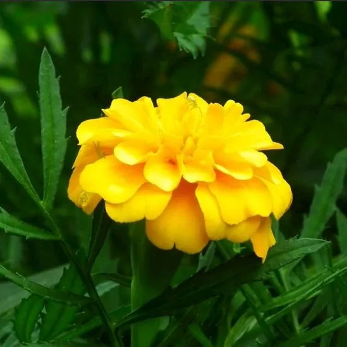 High Quality Variety Pest Resistant Yellow Marigold Flower  Heirloom, Non-GMO, High Germination Organic Garden Seeds