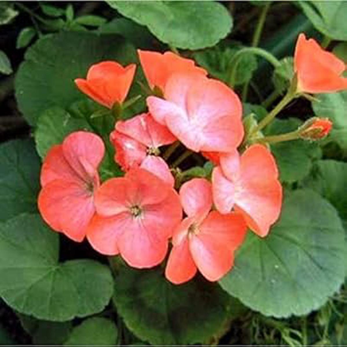 Light Orange Geranium Pelargonium Seeds for Planting  Heirloom, Organic, Non-GMO, High Germination Garden Seeds