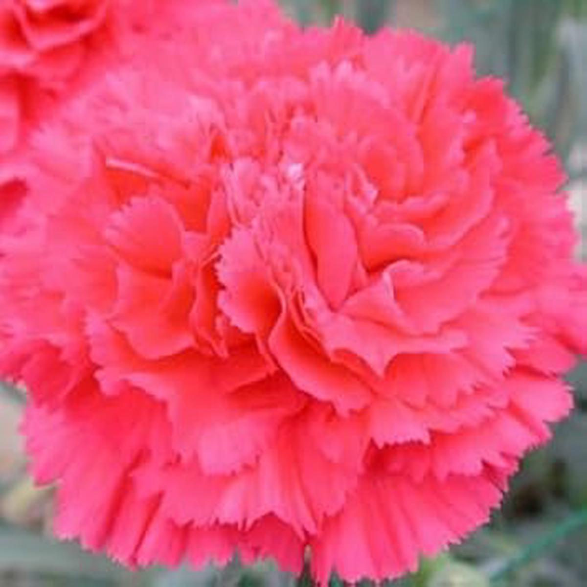 Light Pink Carnation Flower Seeds for Planting  Heirloom, Non-GMO, High Germination Organic Garden Seeds