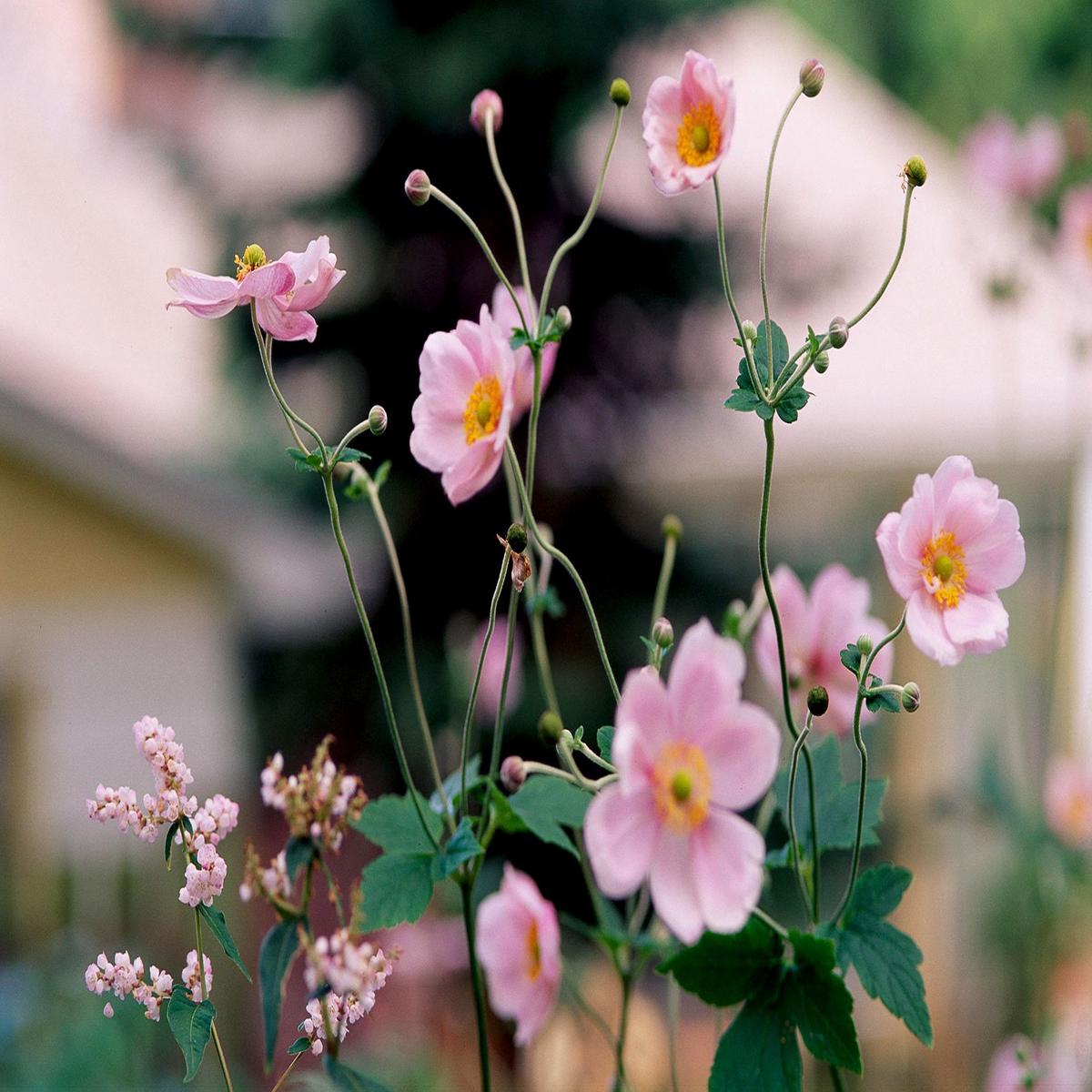 Light Pink Perennial Flower Seeds for Planting  Heirloom, Non-GMO, High Germination Organic Garden Seeds