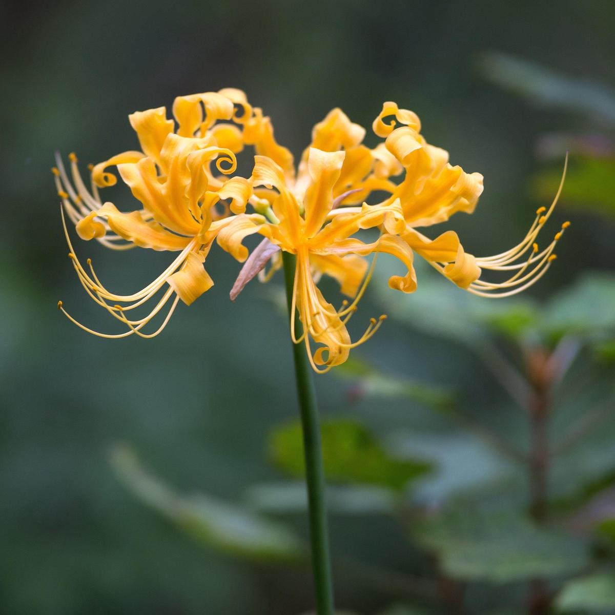 Lycoris Radiata Flower Seeds  Heirloom Non-GMO Spider Lily Seeds for Striking Garden Displays