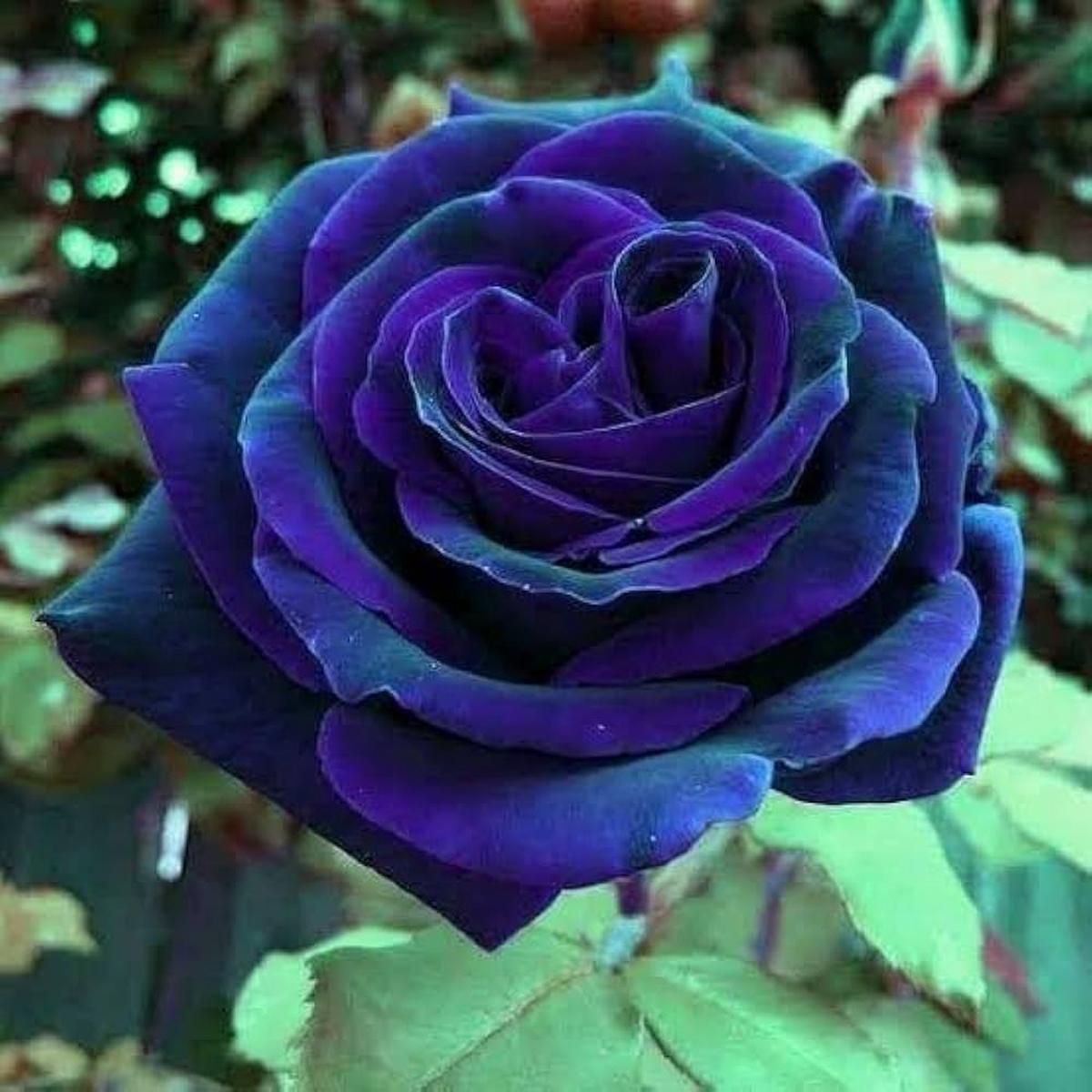 Midnight Supreme Dark Blue Rose Flower seeds for Planting – Pollinator Friendly, Heirloom & GMO Free Seeds for Home Garden