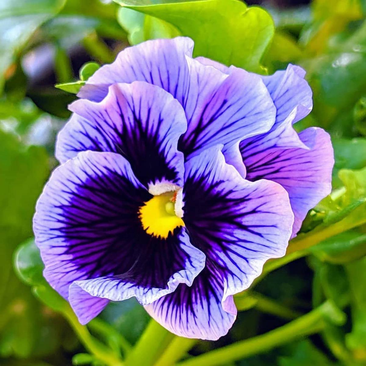 Mix Pansy Flower Seeds for Planting | Heirloom Non-GMO Organic Garden Seeds
