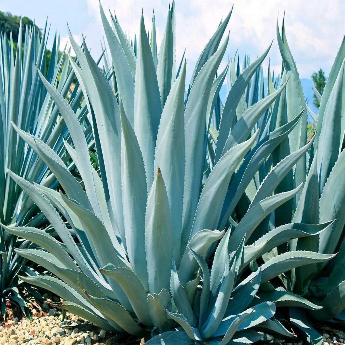 Mixed Agave Flower seeds for Planting – Seasonal Bloomer, Heirloom & GMO Free Seeds for Home Garden