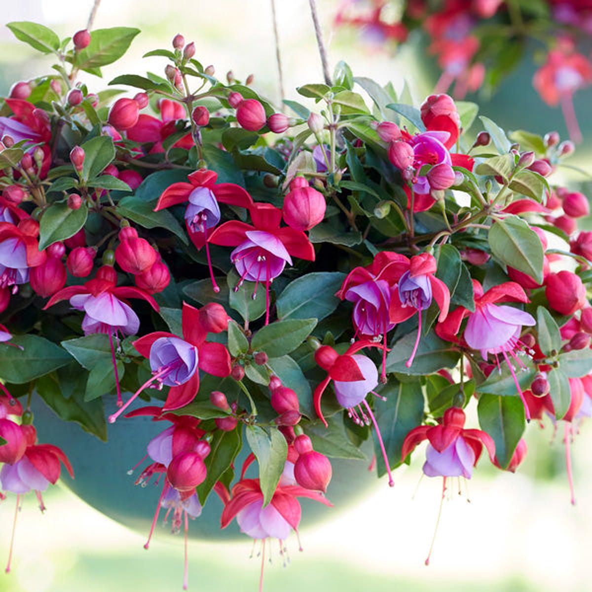 Mixed Color Fuchsia Flower Seeds for Planting  Heirloom, Non-GMO, High Germination Organic Garden Seeds, Drought Tolerant