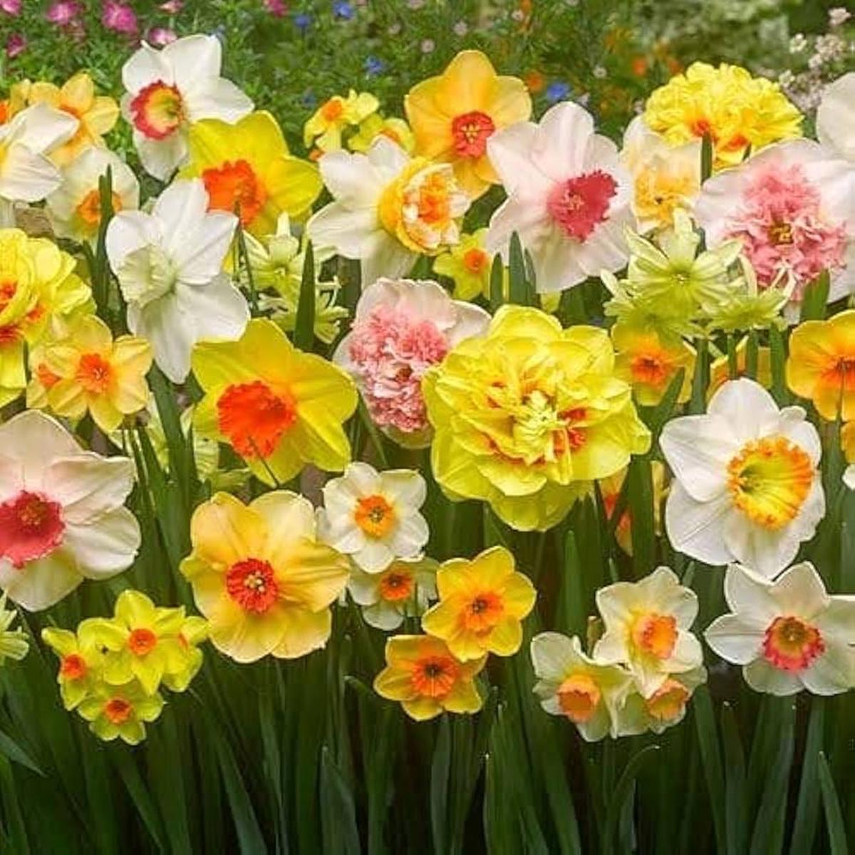 Mixed Colour Double Daffodil Flower Seeds for Planting Bright Blooms Heirloom & GMO Free Seeds for Home Garden Sale