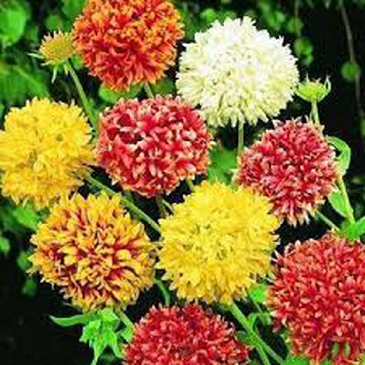 Mixed Gaillardia Lorenziana Flower Seeds for Planting Long Bloom Season, Heirloom, Non-GMO, High Germination, 100pcs