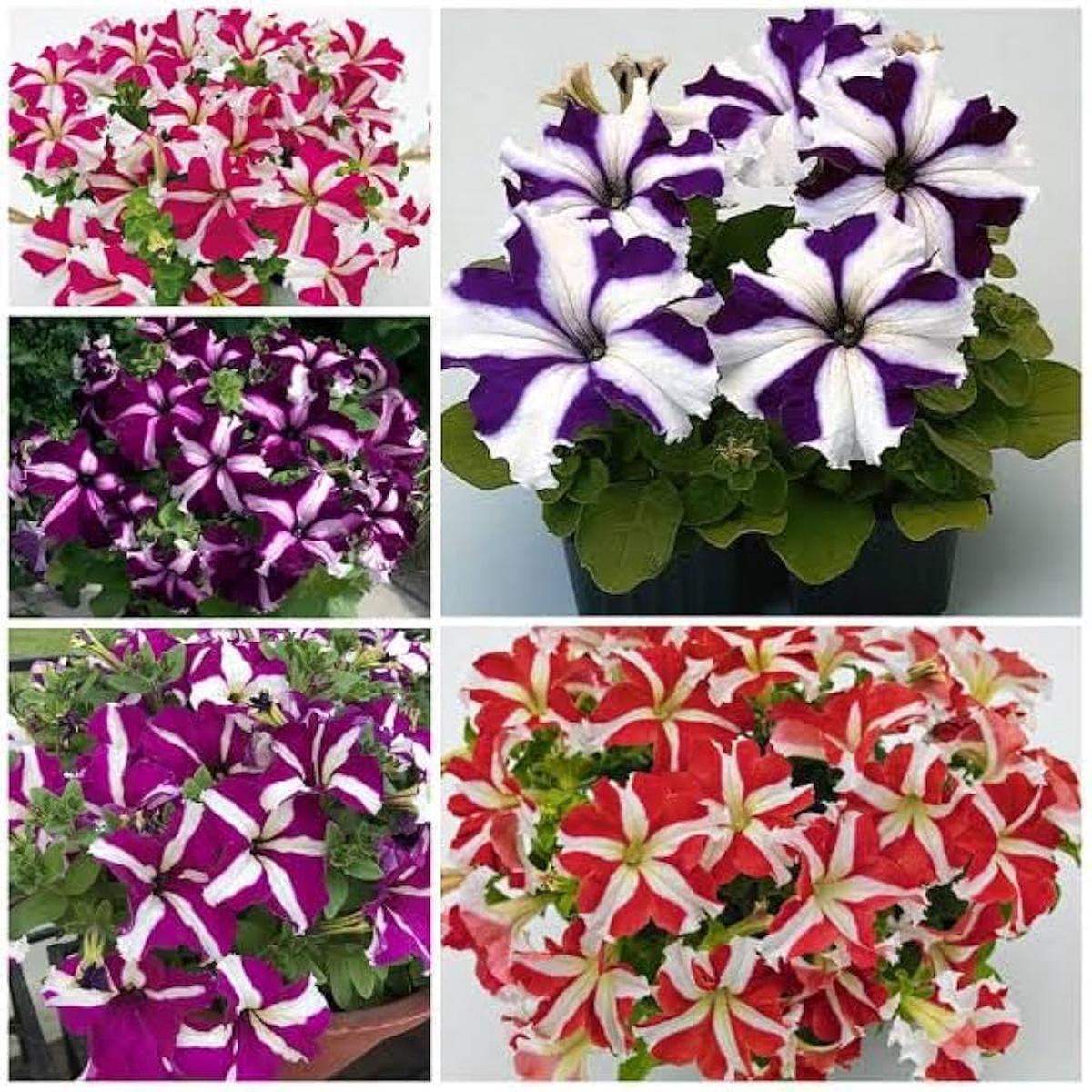 Mixed Mexican Petunia Flower Seeds for Planting  Heirloom Non-GMO, High Germination Organic Garden Seeds
