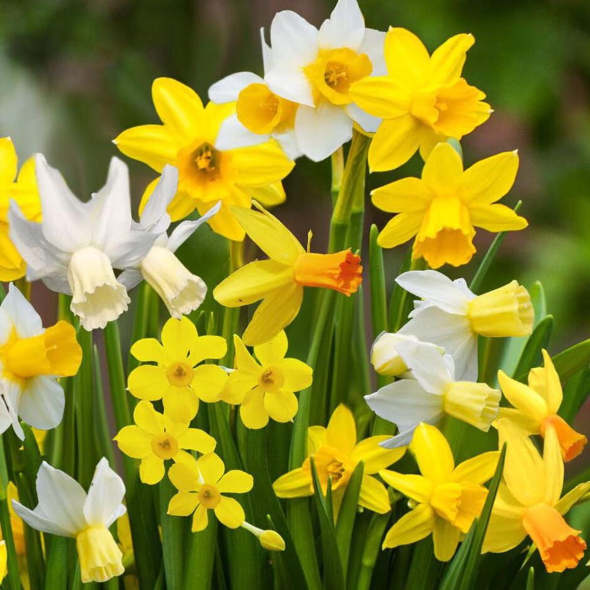 Multi-Color Narcissus Flower Seeds for Planting  Heirloom, Non-GMO Wildflower Mix, High Germination