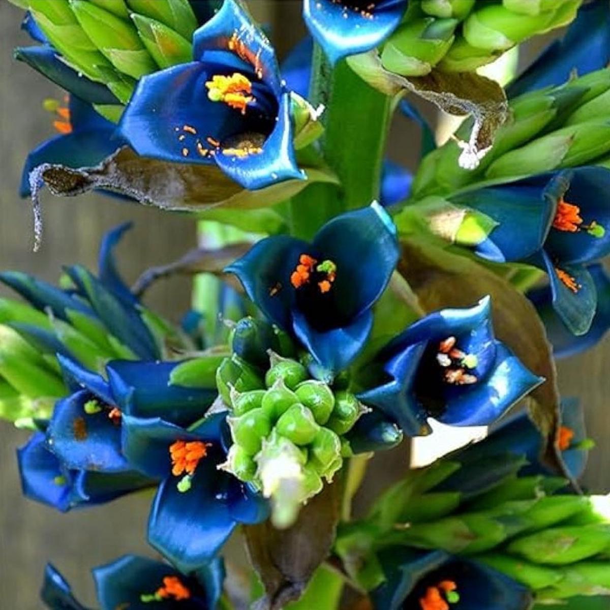 Organic Violet Sapphire Tower Plant Seeds for Planting  Heirloom, Non-GMO
