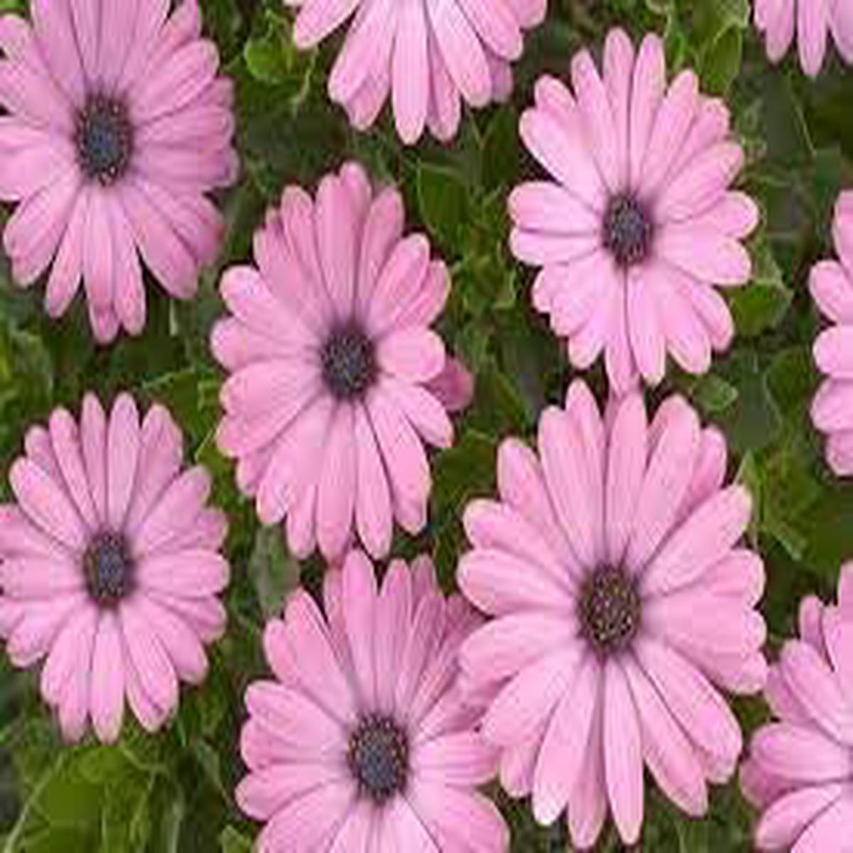 Osteospermum Ecklonis Flower seeds for Planting Premium Quality Heirloom & GMO Free Seeds for Home Garden