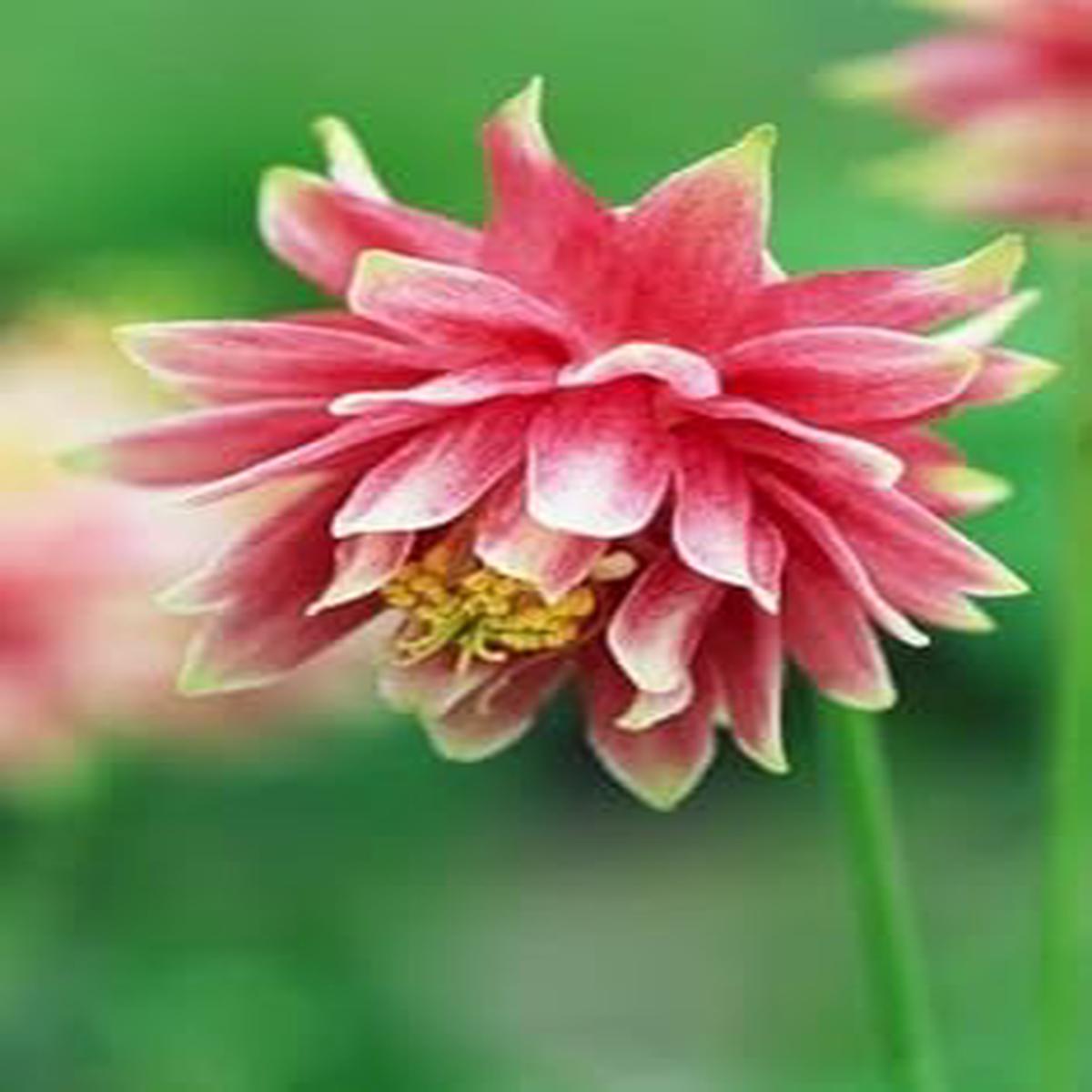 Pale Pink Columbines Flower seeds for Planting – Colorful Display, Heirloom & GMO Free Seeds for Home Garden