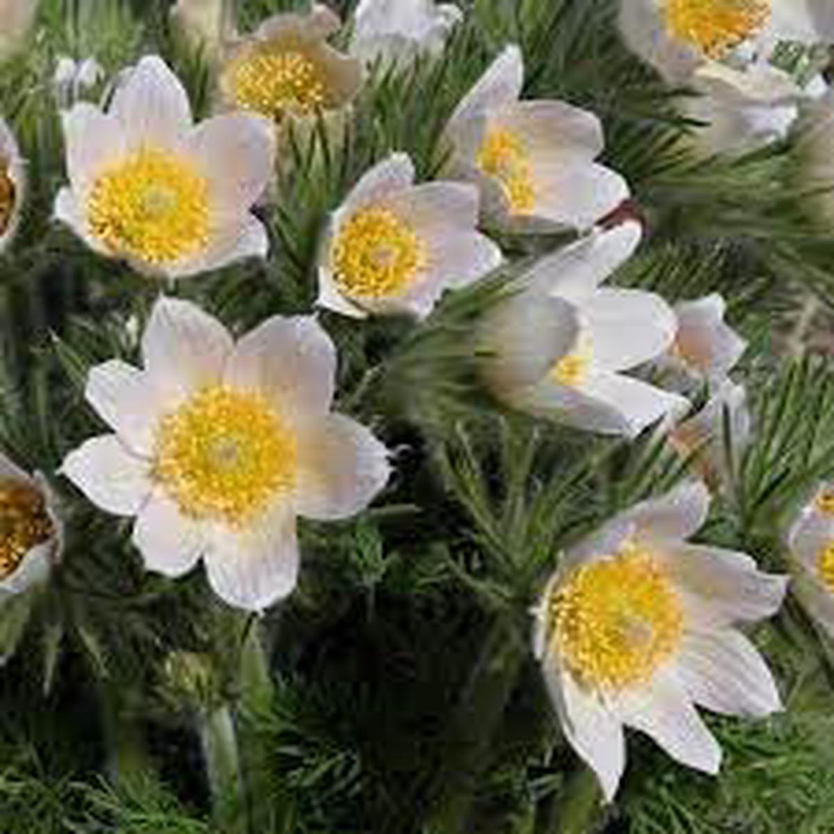 Pasque Flower Seeds for Planting  Pollinator Friendly, Heirloom Non-GMO High Germination Organic Garden Seeds