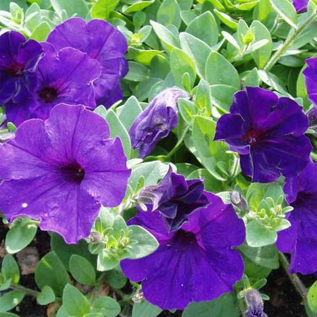 Petunia Petunia Hybrida Deep Blue Flower Seeds for Planting