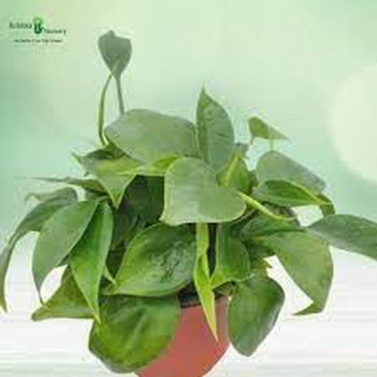 Philodendron Flower seeds for Planting Premium Quality Heirloom & GMO Free Seeds for Home Garden