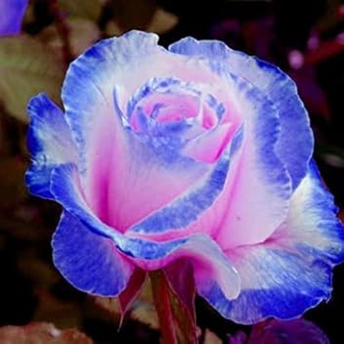 Pink and Blue Rose Flower seeds for Planting – Perfect for Borders, Heirloom & GMO Free Seeds for Home Garden
