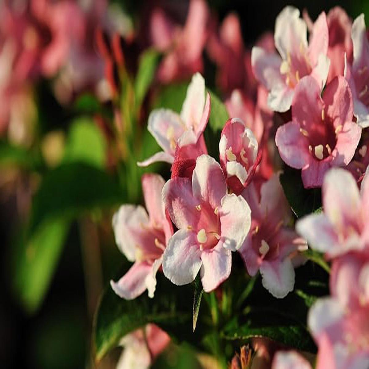 ]Pink Kolkwitzia Flower Seeds for Planting | Heirloom Non-GMO High Germination Organic Garden Seeds
